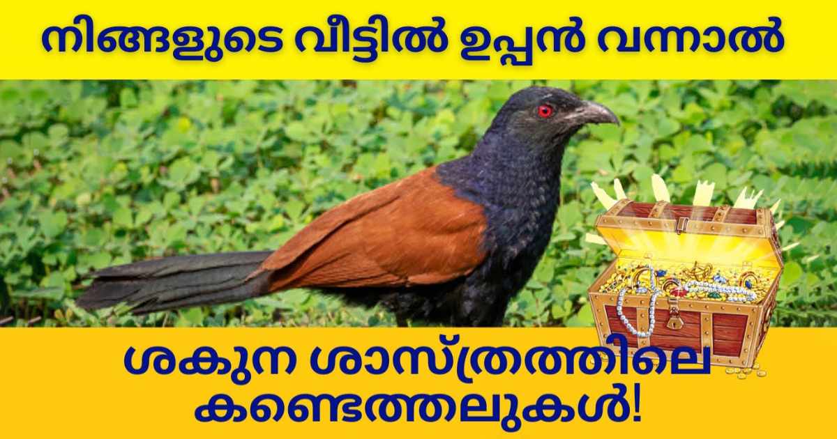 Crow Pheasants Lucky Bird