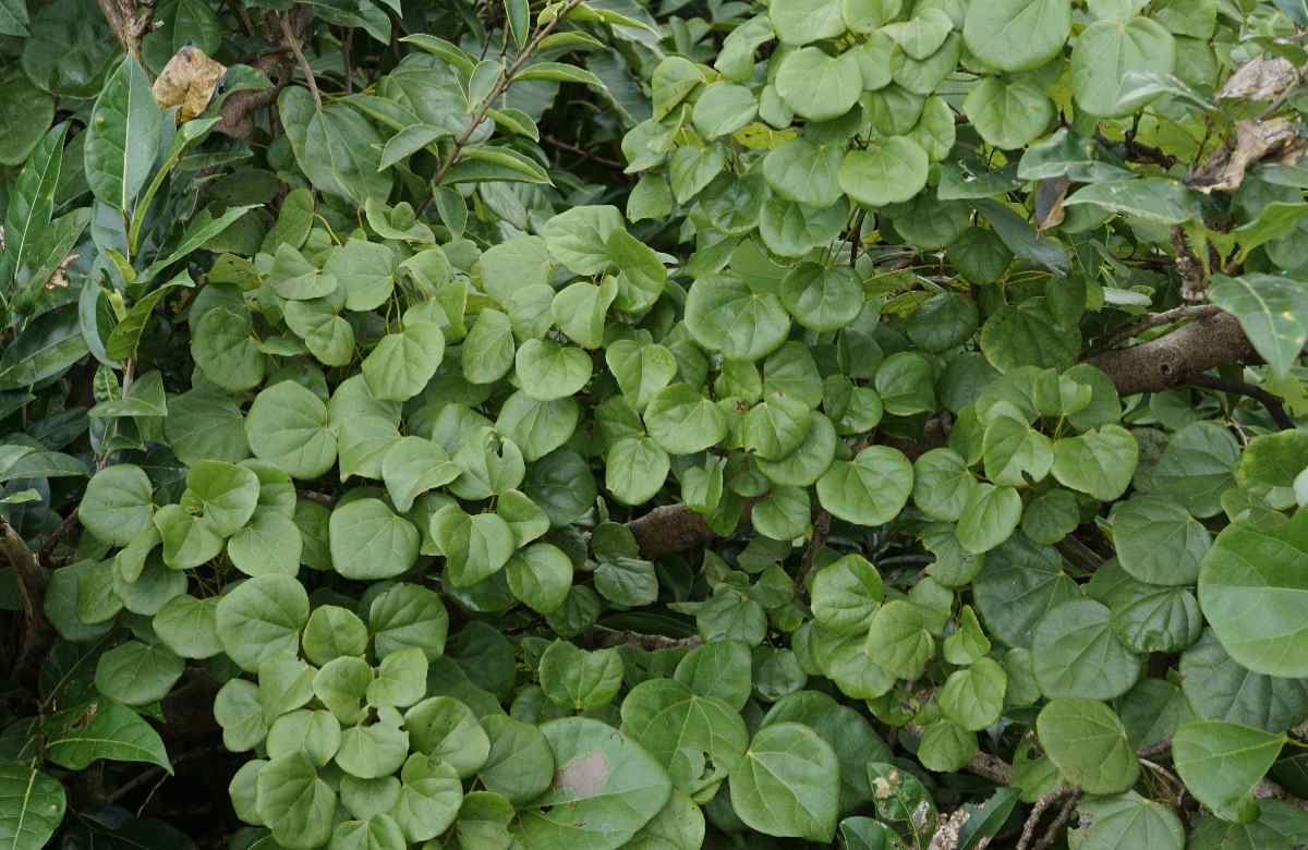 Malathangi plant