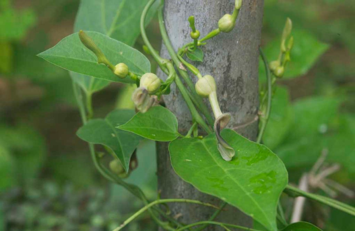 Garudakodi Plant