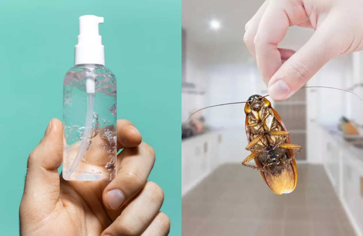 Get rid of cockroaches and flies easly