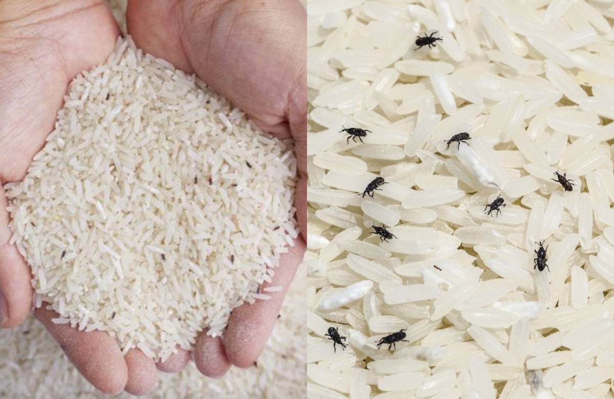 rice bugs