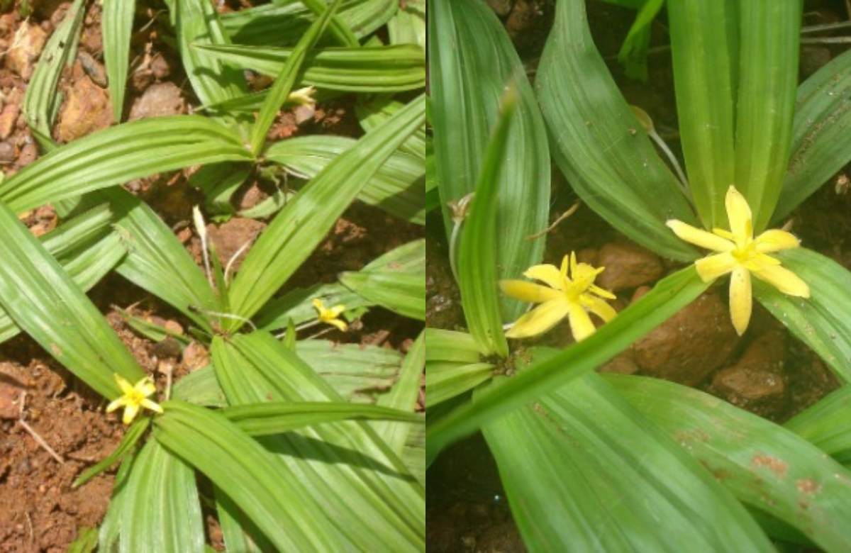Nilappana Plant