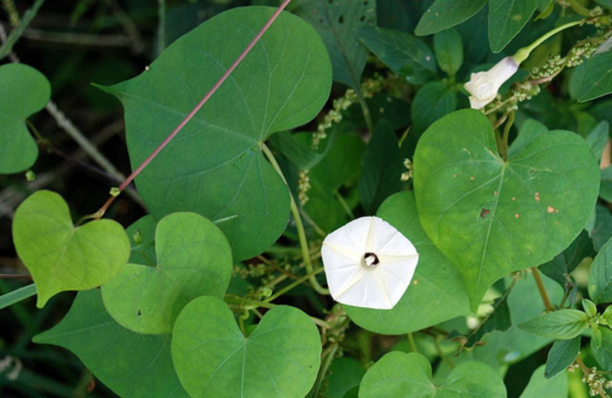 Thiruthali Plant