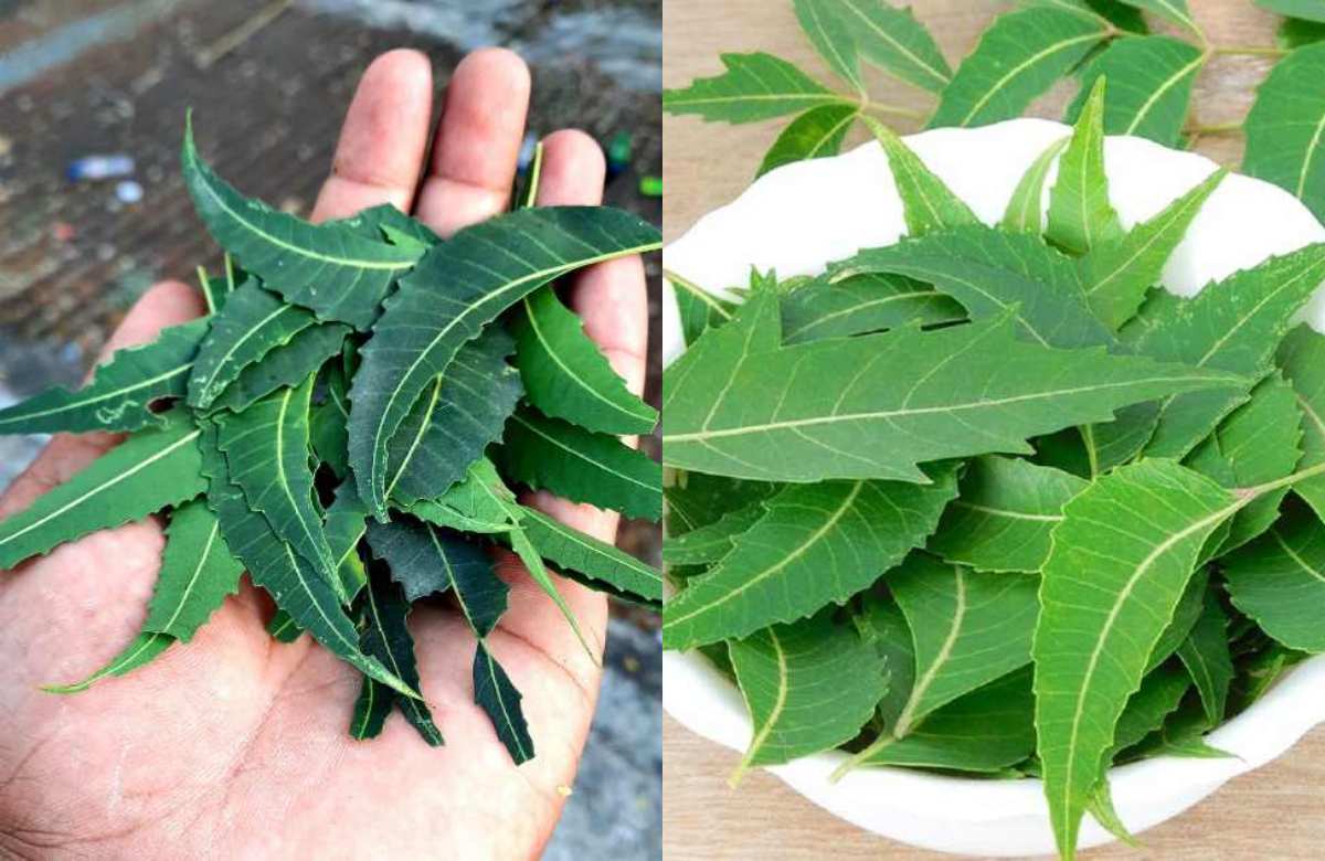 neem leaf benefits