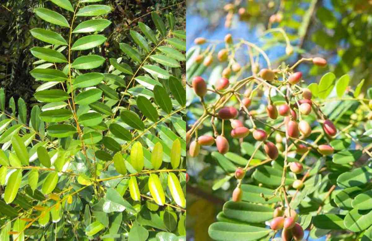 Lakshmi taru plant benefits