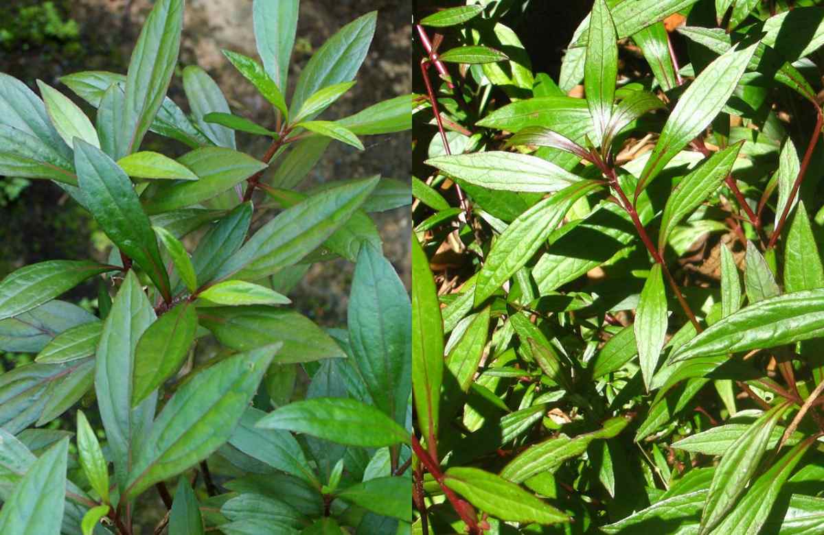 Ayyappana Medicinal Plant Benefits