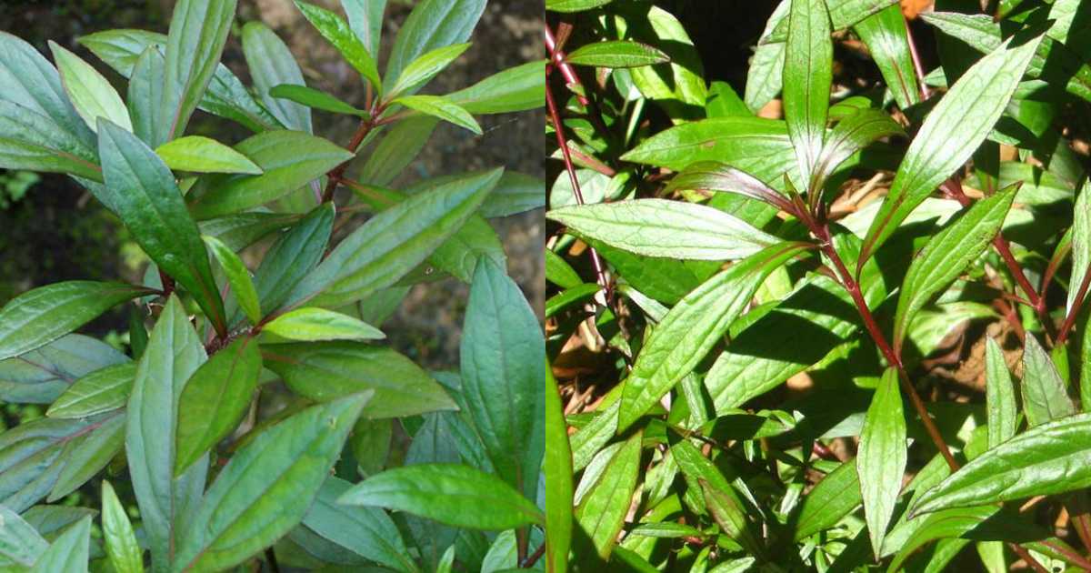 Ayyappana Medicinal Plant Benefits