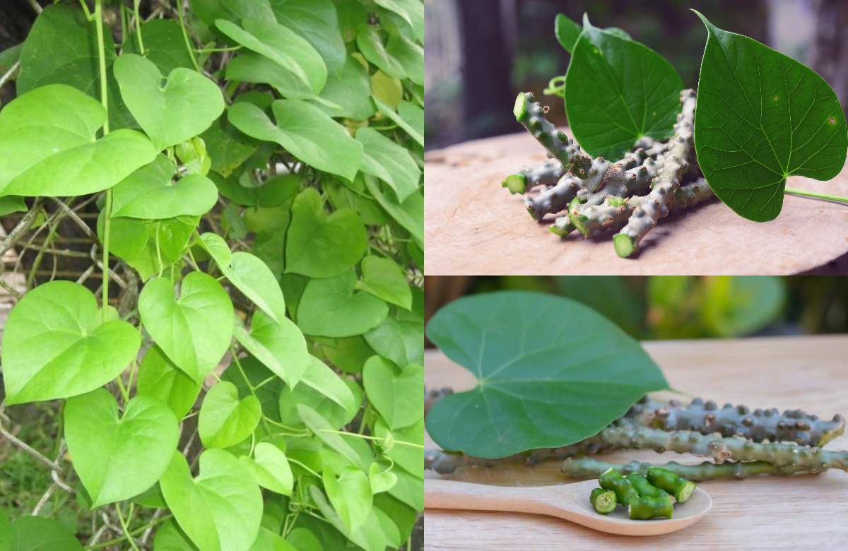 Chittamruthu Plant Benefits