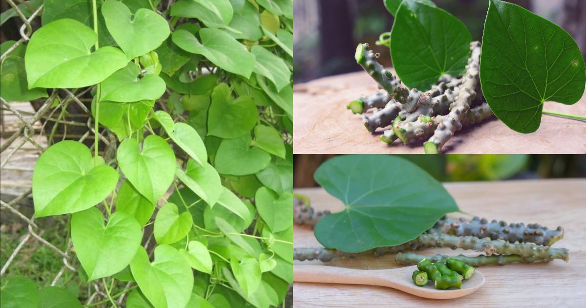Chittamruthu Plant Benefits