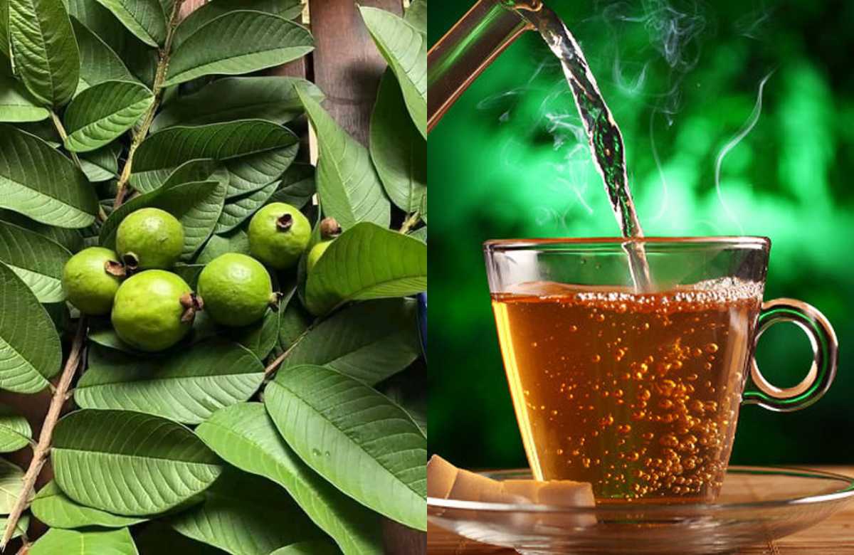 Guvava Leaves Benefits