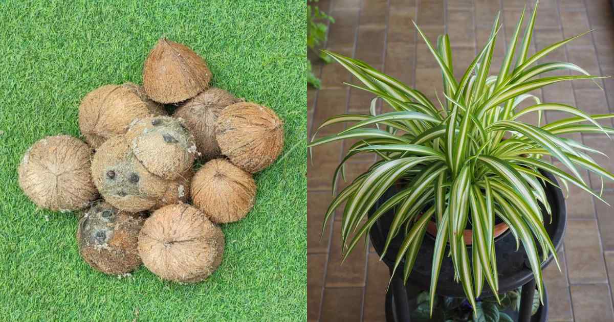 Spider Plants Care