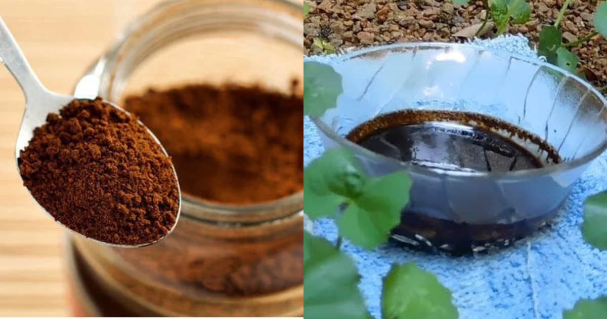 Dye Your Hair Naturally With Coffee Powder (2)