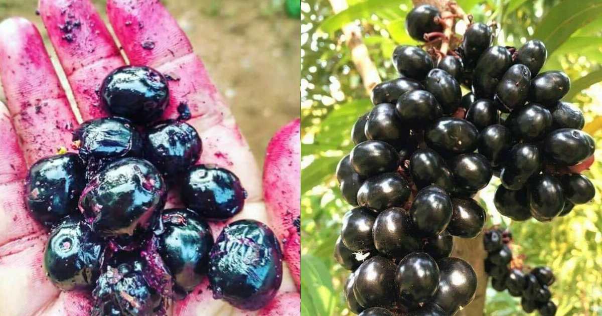 Benefits-of-Jamun-Fruit-Malayalam