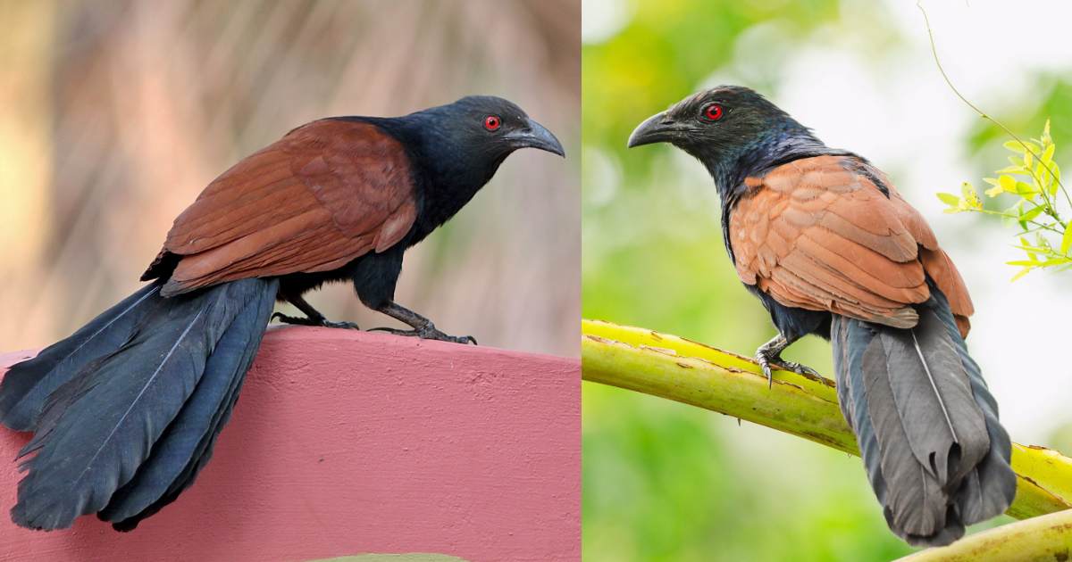Bird of Good Luck Uppan Astrolog Malayalam