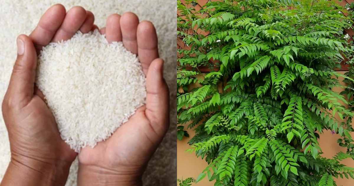 Curry-Leaves-Cultivation-Raw-Rice-Tips-Malayalam