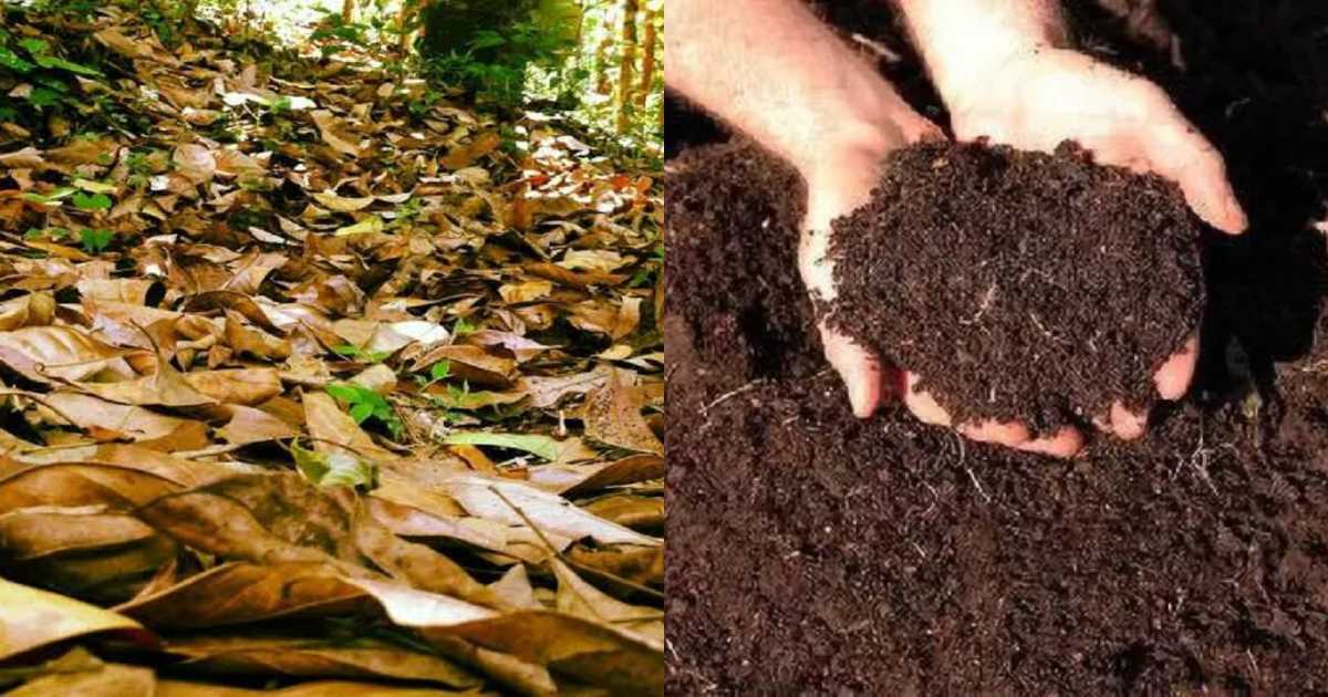 How-to-Make-Compost-Easliy-Malayalam-2