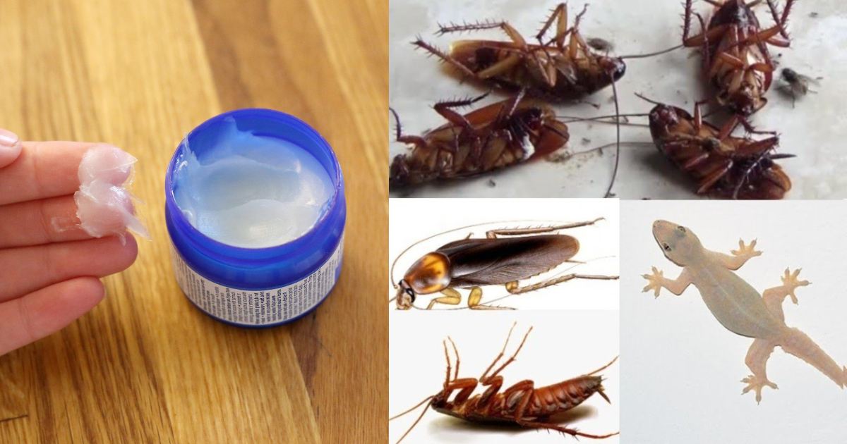 Get Ride Of Pests Using Vicks Tips