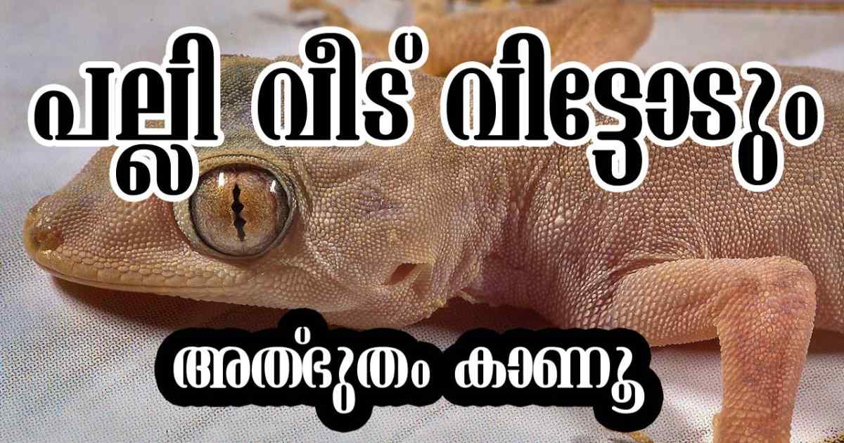Best Home Remedies To Get Rid Of Lizards