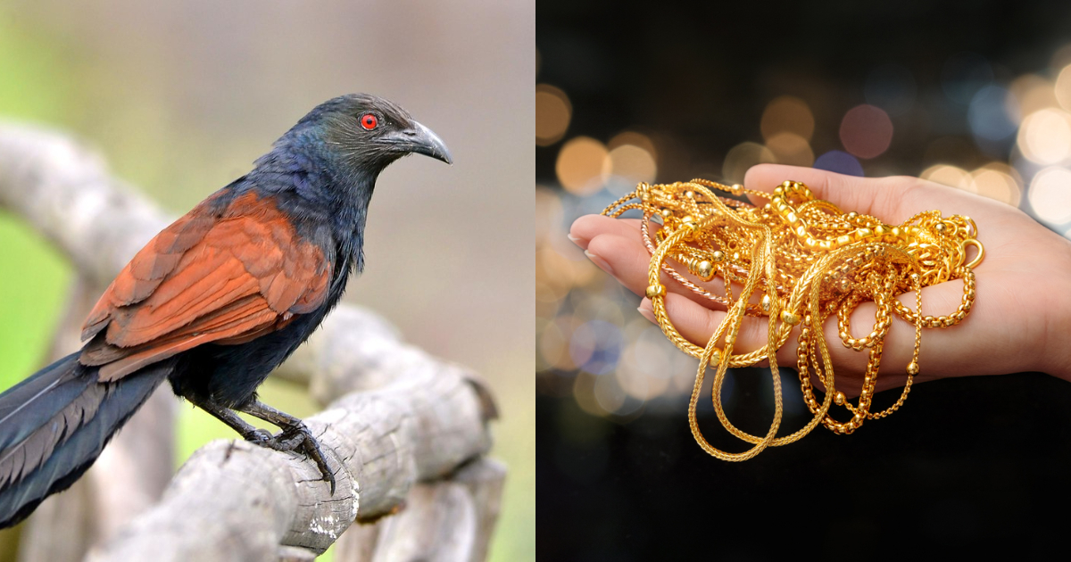 Bird Uppan myth of good luck