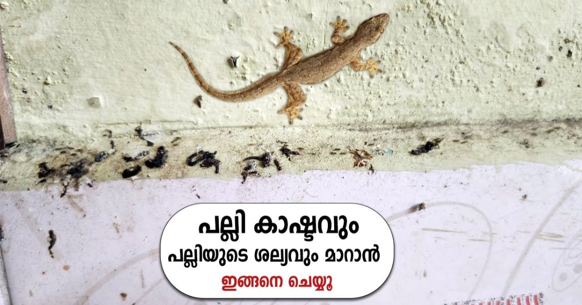 Get Rid of Lizards from Home tips