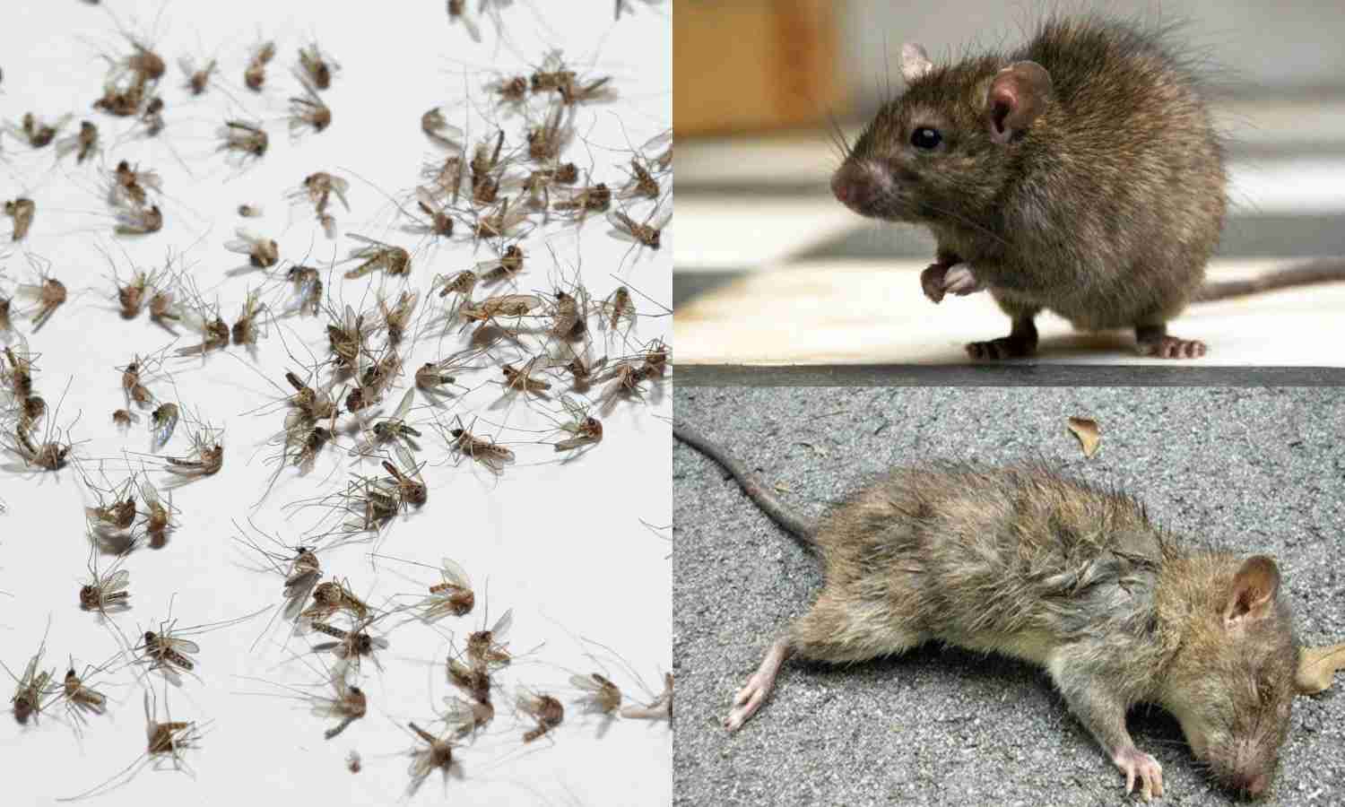 Get Rid of Rats and Mosquitoes tips