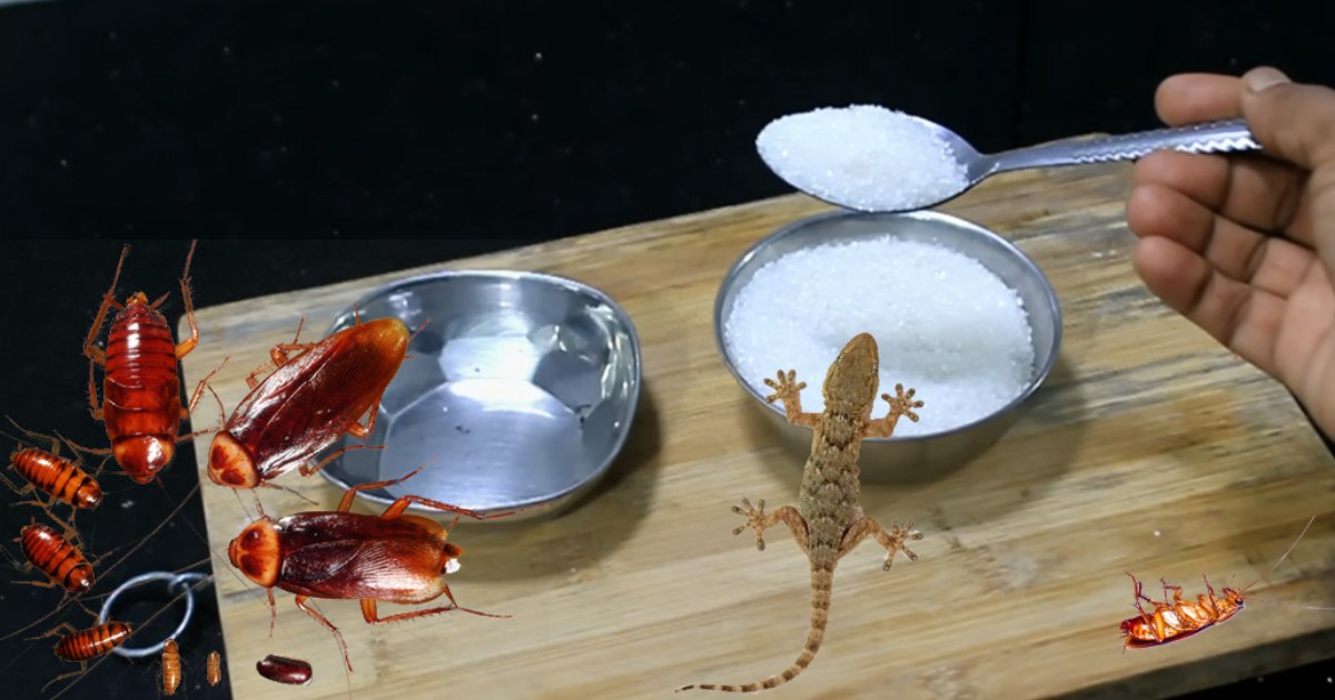 Lizzard And Cockroach Killing Methods Using Sugar