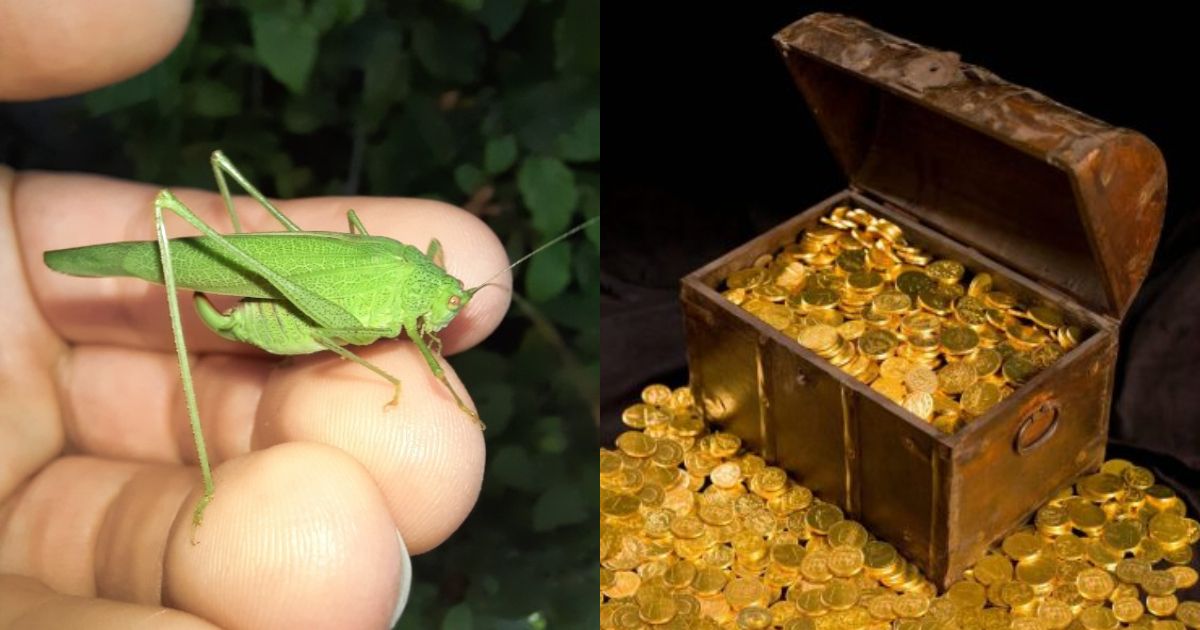 Mystery behind Grasshopper