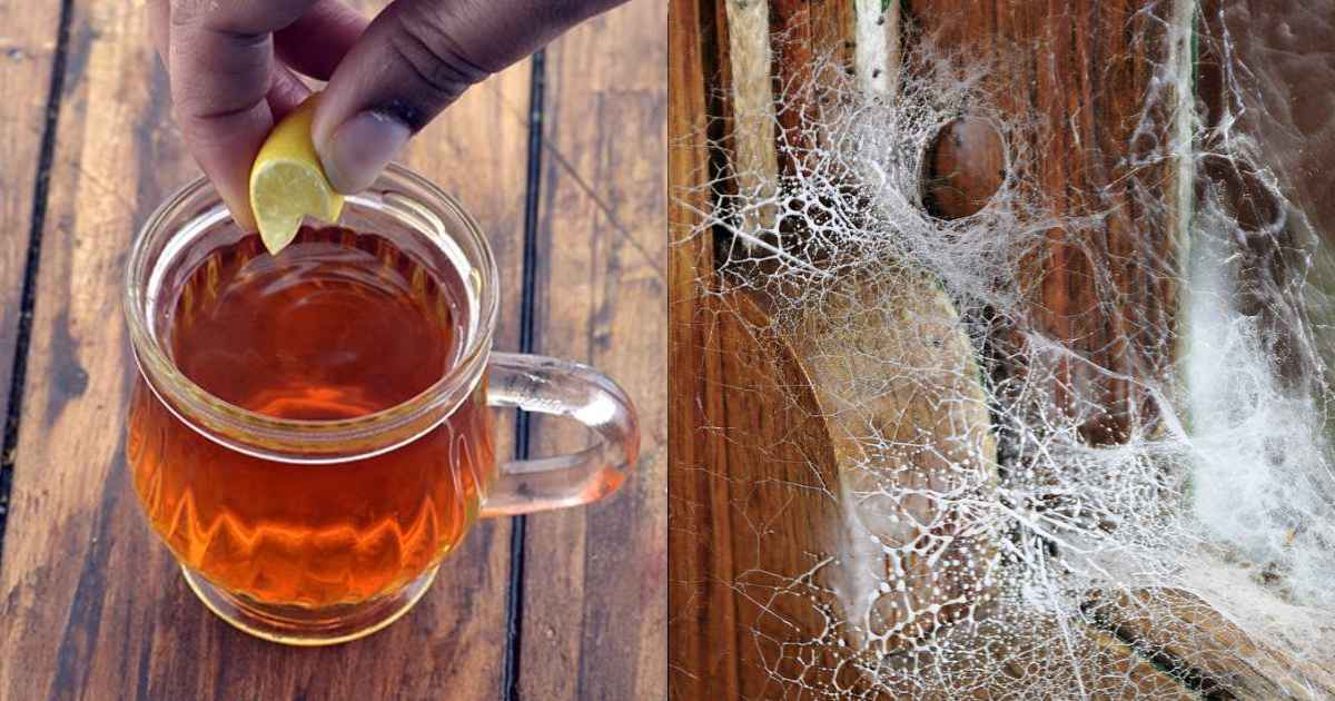 Easy Spider web Cleaning Tips At Home