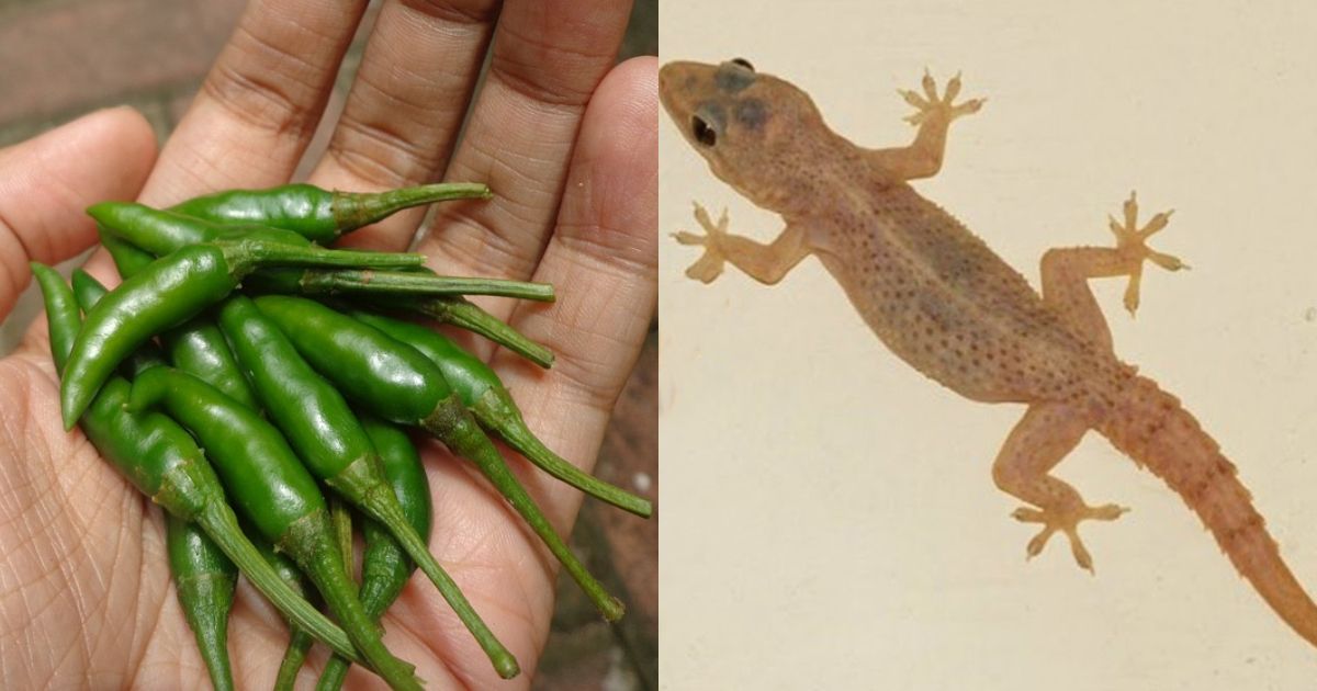 Get Rid Of Lizard Using Green Chilly