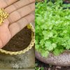 Easy Grow Corriander at Home