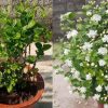 Easy Jasmine Flowering Tips