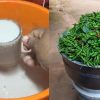 Easy Pachamulaku Cultivation Tips