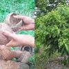 Easy Tip For Curry Leaves Using Chiratta