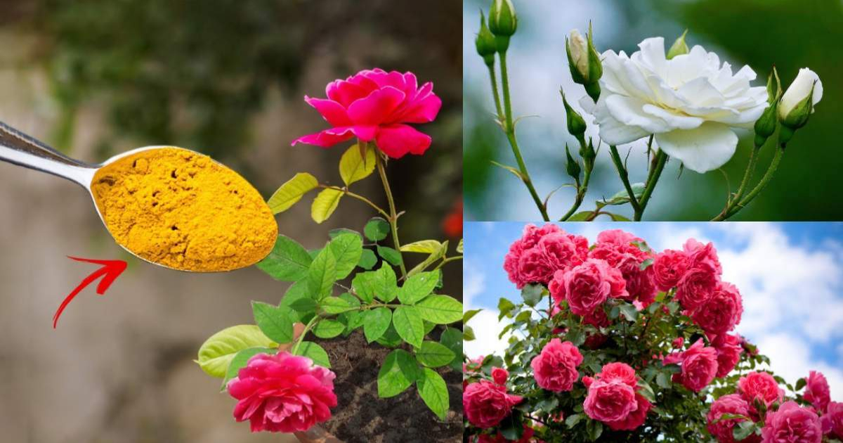 Garden Rose Cultivation Tips