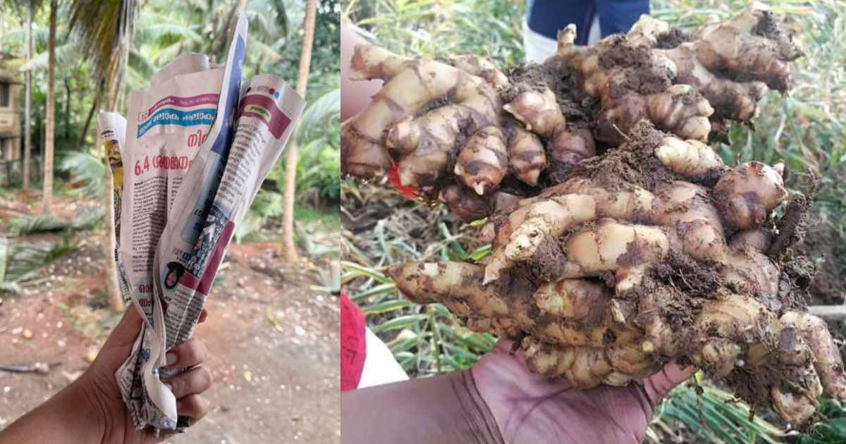 Ginger Cultivation Tips Using Papper