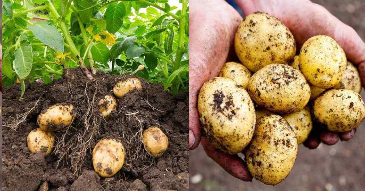 Potato Harvesting Tips