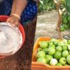 Tips For Guava Tree Cultivation And Fast Growing